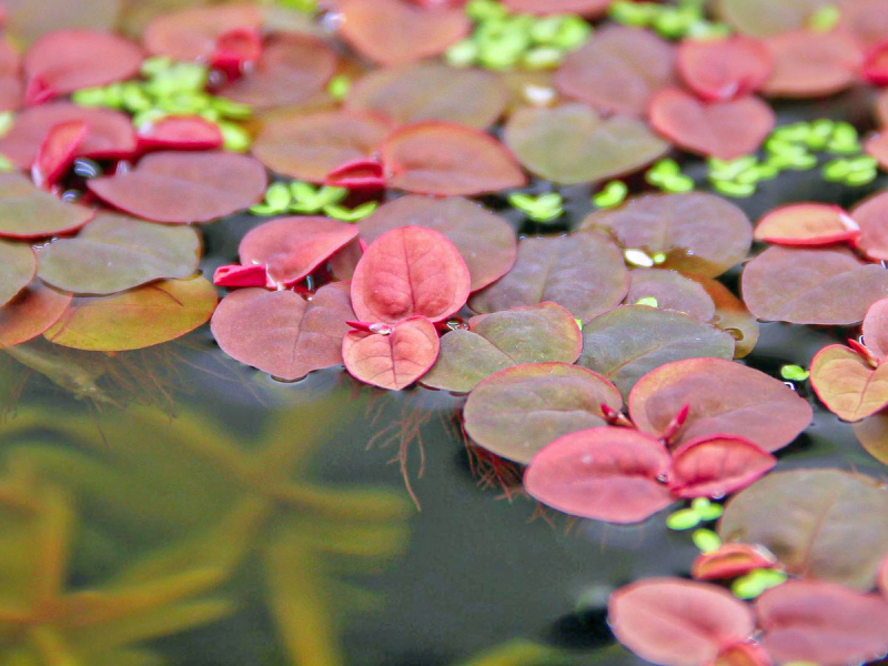 Preview: Schwimm-Wolfsmilch - Phyllanthus fluitans in vitro